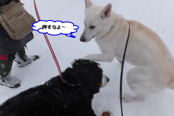 f:id:buhi84shin:20140103194800j:image