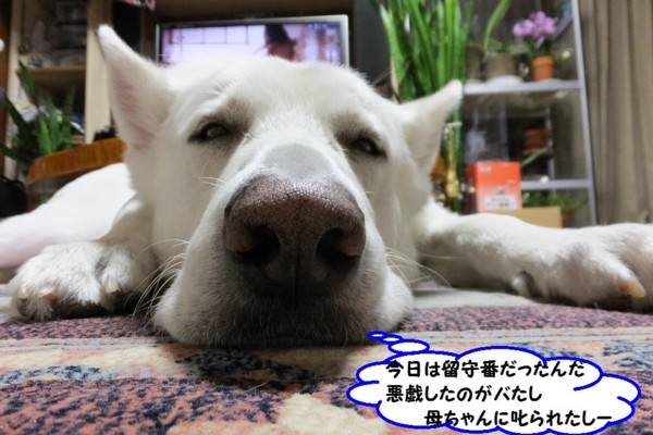 f:id:buhi84shin:20140103201940j:image