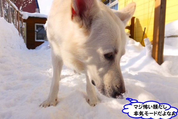 f:id:buhi84shin:20140106223438j:image