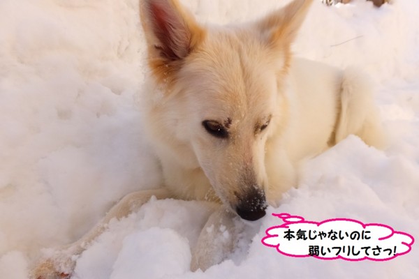 f:id:buhi84shin:20140106223440j:image