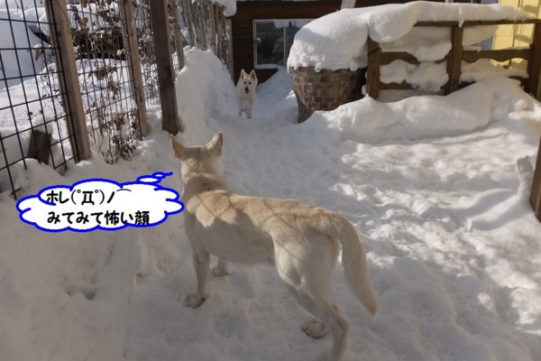 f:id:buhi84shin:20140106223803j:image