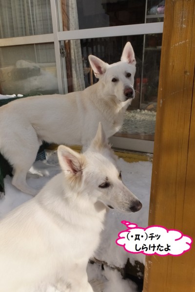 f:id:buhi84shin:20140106224132j:image