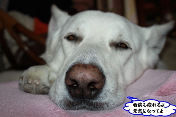 f:id:buhi84shin:20140109222819j:image