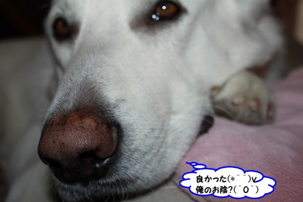 f:id:buhi84shin:20140109223500j:image