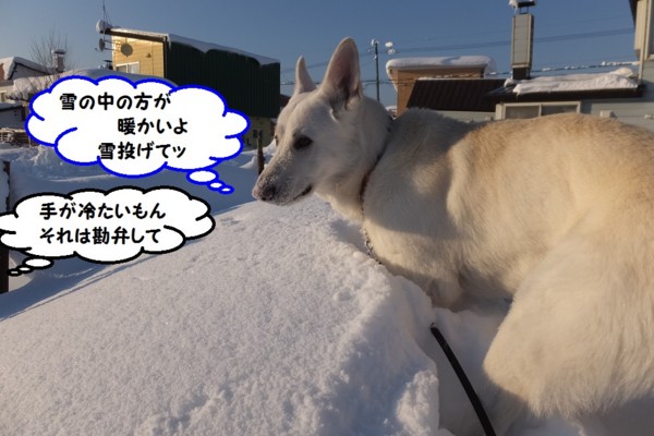 f:id:buhi84shin:20140117205128j:image