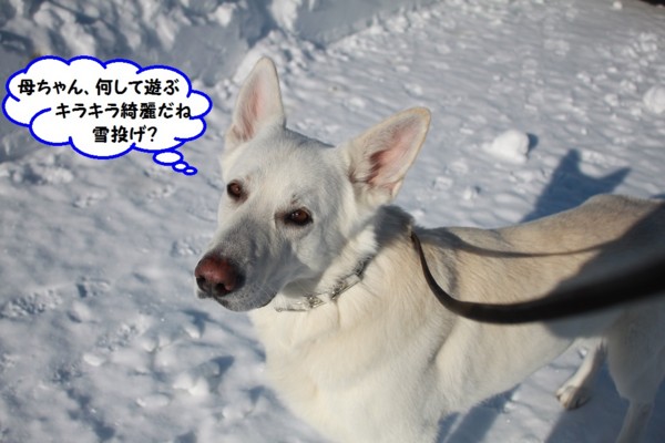 f:id:buhi84shin:20140119213305j:image