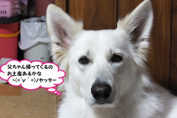 f:id:buhi84shin:20140201224017j:image f:id:buhi84shin:20140201224017j:image