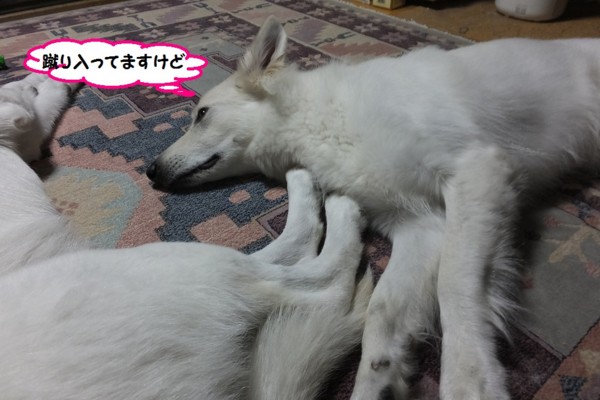 f:id:buhi84shin:20140201224018j:image f:id:buhi84shin:20140201224018j:image