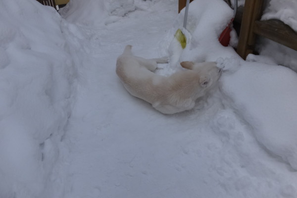 f:id:buhi84shin:20140207203544j:image f:id:buhi84shin:20140207203544j:image