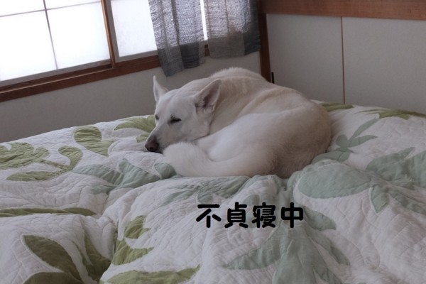 f:id:buhi84shin:20140209215343j:image f:id:buhi84shin:20140209215343j:image