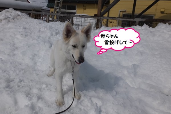 f:id:buhi84shin:20140313212532j:image f:id:buhi84shin:20140313212532j:image