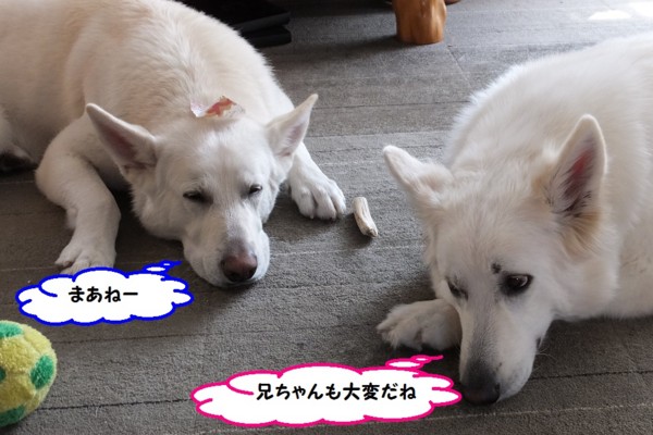 f:id:buhi84shin:20140407213655j:image