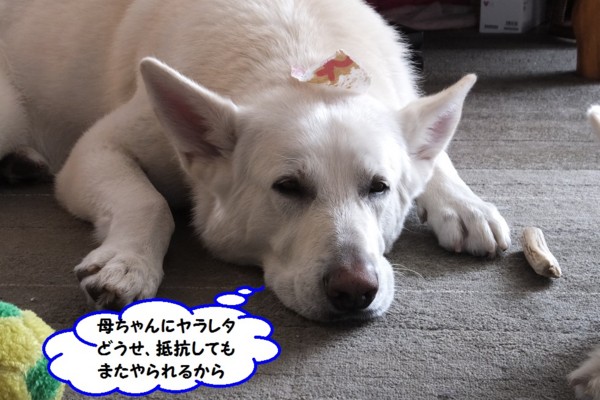 f:id:buhi84shin:20140407213700j:image