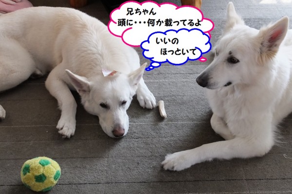 f:id:buhi84shin:20140407213702j:image
