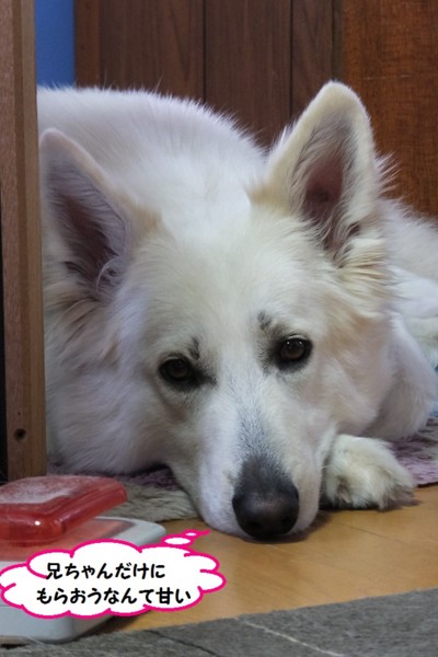 f:id:buhi84shin:20140407213703j:image