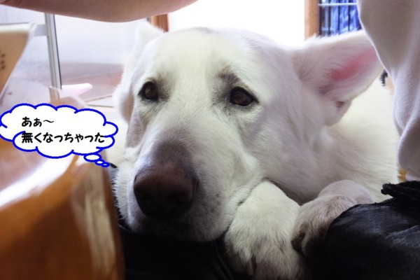 f:id:buhi84shin:20140407213705j:image