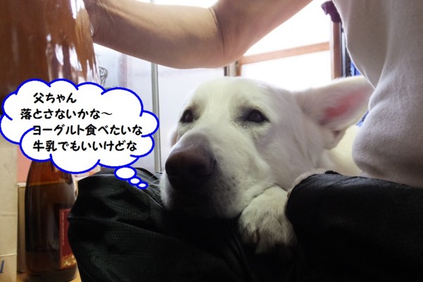 f:id:buhi84shin:20140407213706j:image