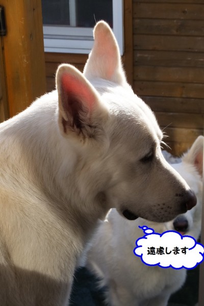 f:id:buhi84shin:20140407215202j:image