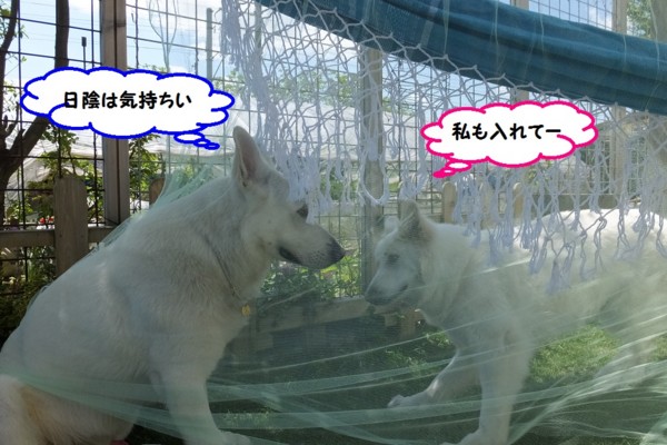 f:id:buhi84shin:20140601220113j:image