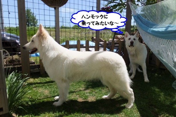 f:id:buhi84shin:20140601220115j:image