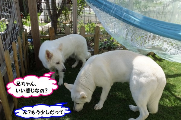 f:id:buhi84shin:20140601220117j:image