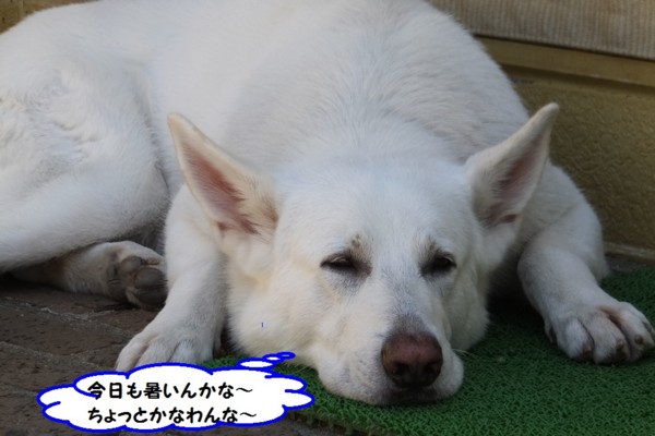 f:id:buhi84shin:20140607214856j:image