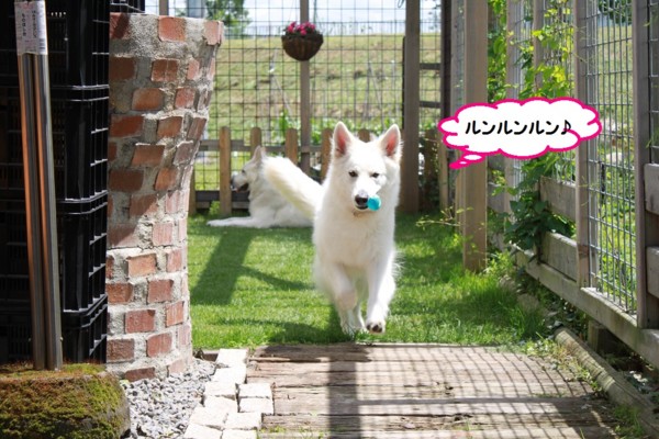 f:id:buhi84shin:20140622220257j:image