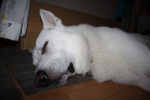 f:id:buhi84shin:20140805222602j:image