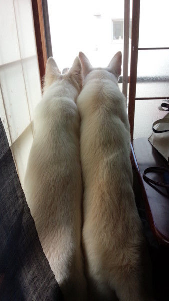 f:id:buhi84shin:20140831214523j:image