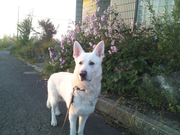f:id:buhi84shin:20141007130441j:image