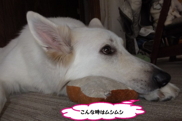 f:id:buhi84shin:20141021222839j:image f:id:buhi84shin:20141021222839j:image