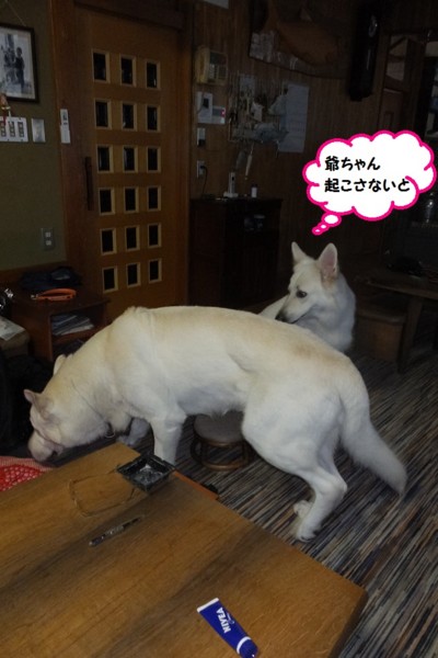 f:id:buhi84shin:20141116215515j:image f:id:buhi84shin:20141116215515j:image