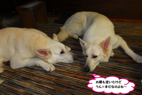 f:id:buhi84shin:20141116220819j:image f:id:buhi84shin:20141116220819j:image