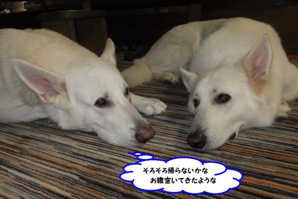 f:id:buhi84shin:20141116220821j:image f:id:buhi84shin:20141116220821j:image