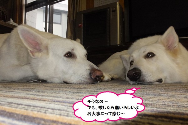 f:id:buhi84shin:20141116220823j:image f:id:buhi84shin:20141116220823j:image