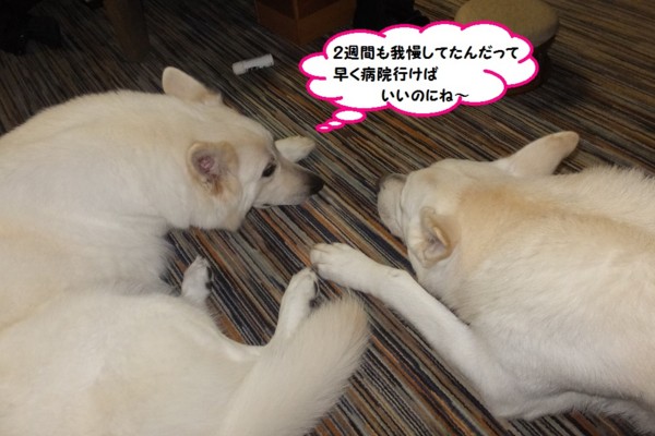 f:id:buhi84shin:20141116220826j:image f:id:buhi84shin:20141116220826j:image