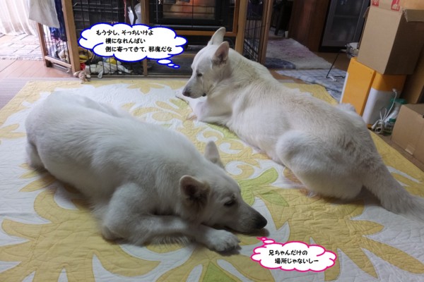 f:id:buhi84shin:20141128221237j:image