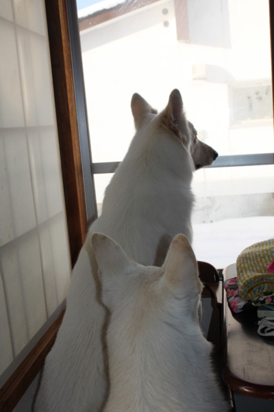 f:id:buhi84shin:20141211203033j:image