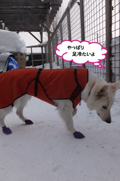 f:id:buhi84shin:20150102215212j:image f:id:buhi84shin:20150102215212j:image