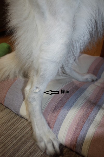 f:id:buhi84shin:20150107222336j:image f:id:buhi84shin:20150107222336j:image