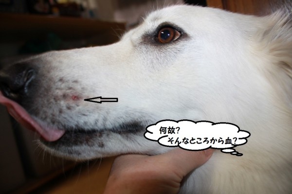 f:id:buhi84shin:20150107222729j:image f:id:buhi84shin:20150107222729j:image