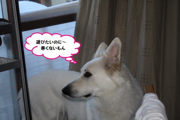 f:id:buhi84shin:20150118221637j:image f:id:buhi84shin:20150118221637j:image