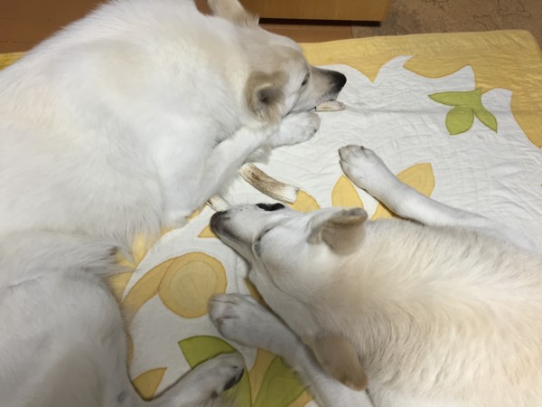 f:id:buhi84shin:20150121224959j:image f:id:buhi84shin:20150121224959j:image