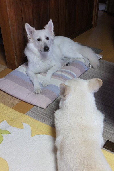 f:id:buhi84shin:20150128195847j:image