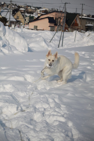 f:id:buhi84shin:20150129221730j:image