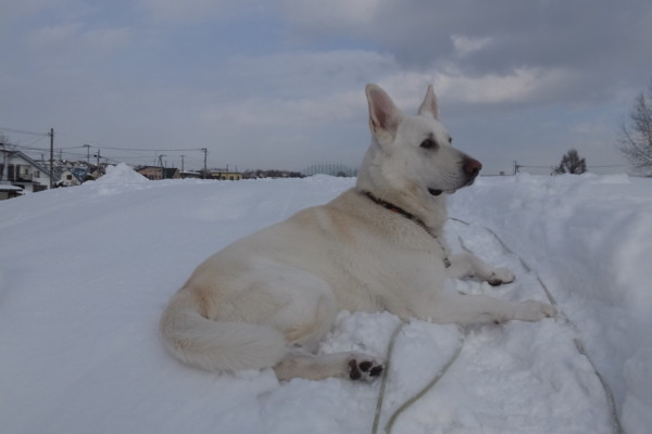 f:id:buhi84shin:20150130225058j:image f:id:buhi84shin:20150130225058j:image