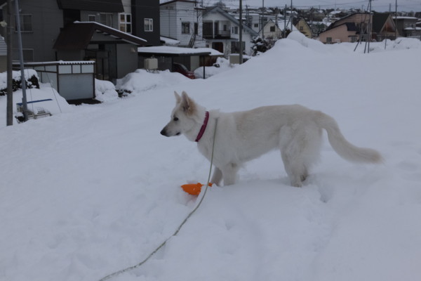 f:id:buhi84shin:20150302214638j:image