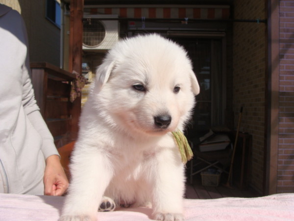 f:id:buhi84shin:20150320220325j:image f:id:buhi84shin:20150320220325j:image