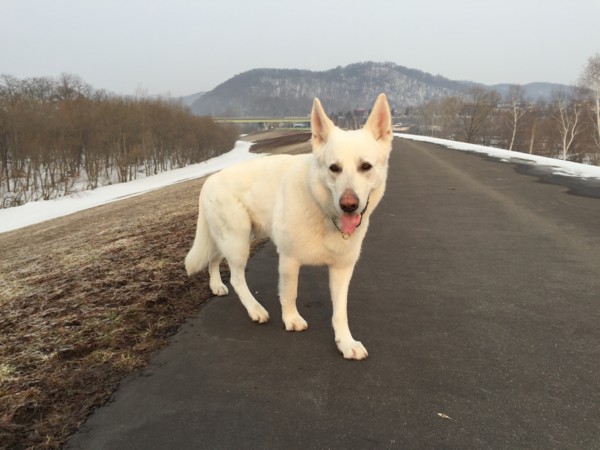 f:id:buhi84shin:20150329215010j:image f:id:buhi84shin:20150329215010j:image