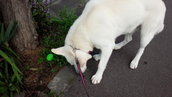 f:id:buhi84shin:20150724210422j:image f:id:buhi84shin:20150724210422j:image